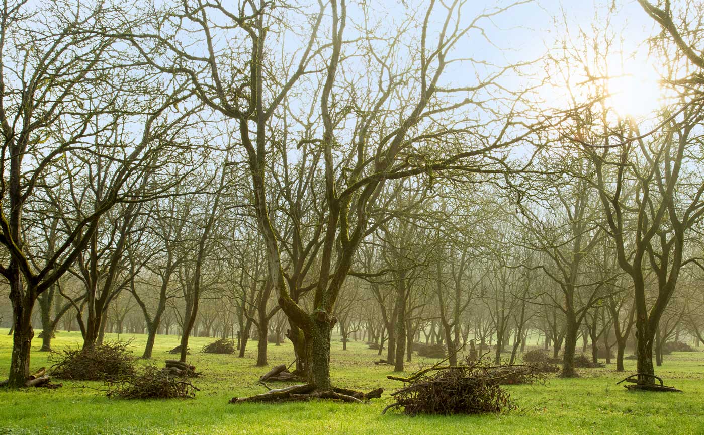 CING-LA-VIE-DU-VERGET-HIVER-COUPE